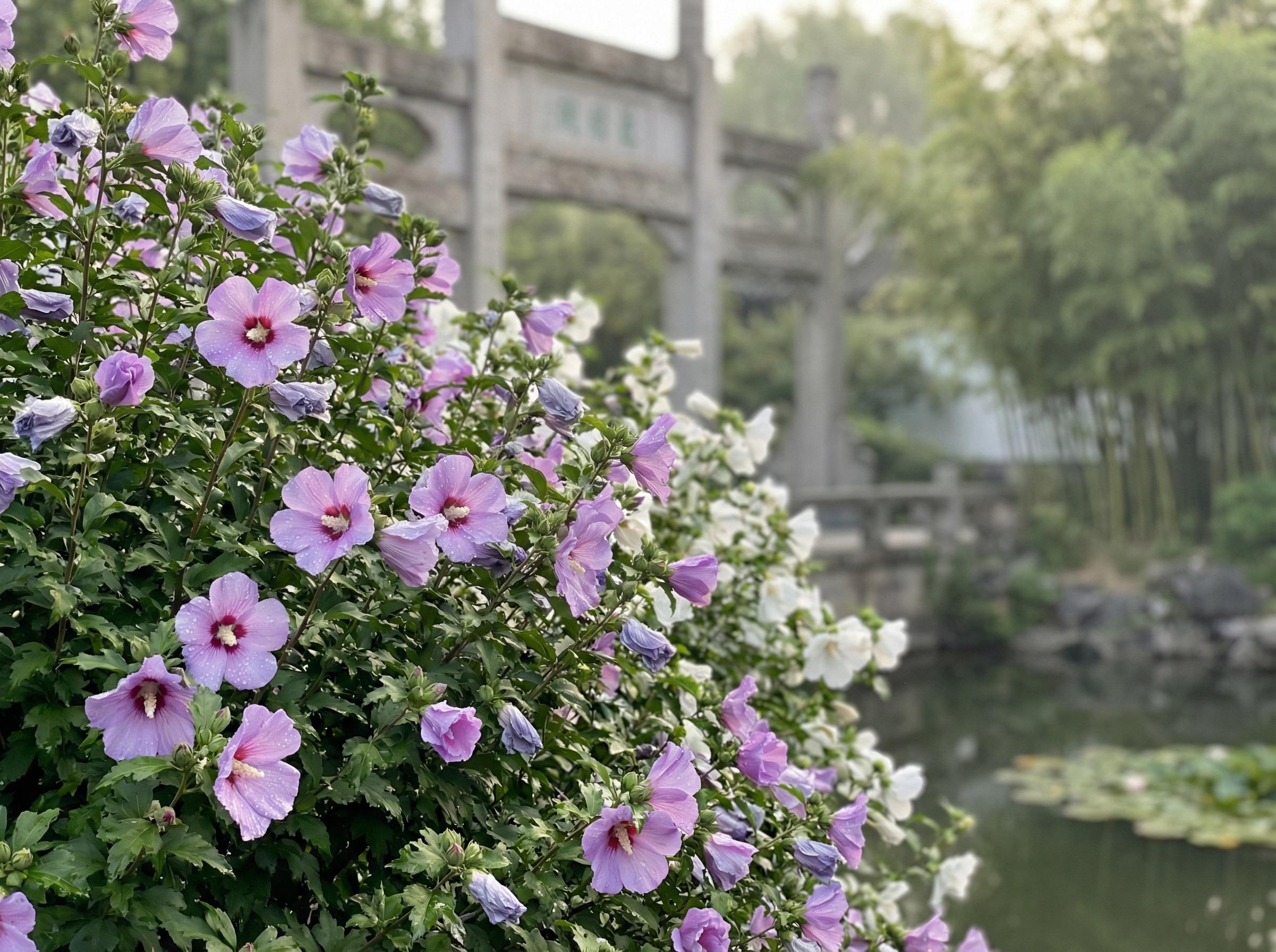 陈美娇陈美娇花卉：木槿花开四季视频记录